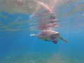 Large green turtle underwater. The old green turtle feeds underwater Royalty Free Stock Photo