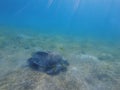 Large green turtle underwater. The old green turtle feeds underwater Royalty Free Stock Photo