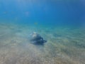 Large green turtle underwater. The old green turtle feeds underwater