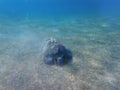 Large green turtle underwater. The old green turtle feeds underwater Royalty Free Stock Photo