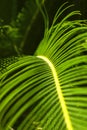 Large green vertical palm branch. Natural background and texture. The concept of a tropical garden and nature