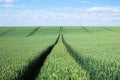 Large green wheat field. Reaches the grain harvest