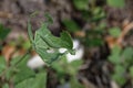 A large, green, white butterfly caterpillar has eaten most of the nasturtium leaf it is on Royalty Free Stock Photo