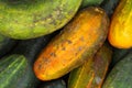 Large green and yellow cucumbers Royalty Free Stock Photo