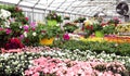 Large greenhouse with beautiful flowers and plants for sale in t Royalty Free Stock Photo