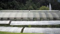 Large greenhouse located in the countryside in Chiang Mai, Thailand.