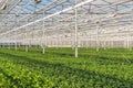 Large greenhouse with lots of little chrysanthemum cuttings