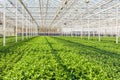 Large greenhouse with lots of little chrysanthemum cuttings