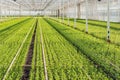 Large greenhouse with lots of little chrysanthemum cuttings