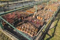 Large greenhouse with many pots and plant seedling. Hothouse nursery for the cultivation of flowers, bushes and veggie. Royalty Free Stock Photo