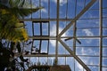 Large greenhouse roof and ferns