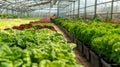 In a large greenhouse workers are tending to rows of vegetables that are being nurtured by a biofuelpowered irrigation