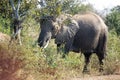 A large grey african elephant just after wading Royalty Free Stock Photo