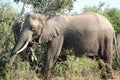 A large grey african elephant just after wading Royalty Free Stock Photo