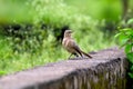 Large grey babbler