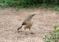 Large grey babbler