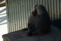 Baboon Zoo Enclosure Sitting Grey Royalty Free Stock Photo