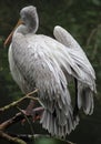 Large grey bird