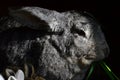 Large grey female domesticated rabbit Oryctogalus eating fresh green grass