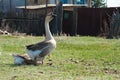 A large grey goose