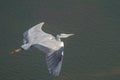 Large Grey Heron in flight