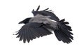 Large grey isolated crow flight Royalty Free Stock Photo