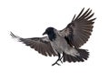 Large grey isolated crow landing Royalty Free Stock Photo