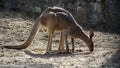 A large grey kangaroo. Royalty Free Stock Photo