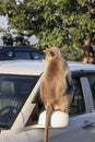 Close up view of a large Grey Langur primate on the car side view mirror Royalty Free Stock Photo