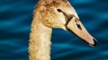 Large Grey Mute Swan Cygnet on Reservoir Lake in Summer Shine Close Up Portrait