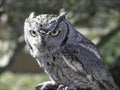 Large Grey Owl