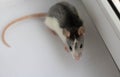 Large grey pet rat on white background