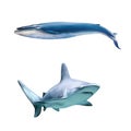 Large grey reef shark and blue wale