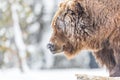 Large grizzly bear closeup in winter in Yellowstone