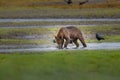 Large Grizzly bear eats freshly caught salmon in Alaskav