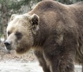 Female Grizzly Bear standing