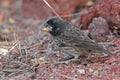 Large ground finch in Galapagos islands