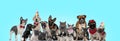 Large group of adorable cats and dogs looking happy Royalty Free Stock Photo