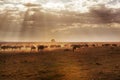 Large group of african buffalos in savanna. Royalty Free Stock Photo