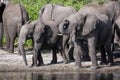African Elephants drinking - Chobe River - Botswana Royalty Free Stock Photo