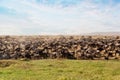 Large group of african safari animals Royalty Free Stock Photo