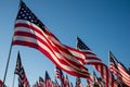 A large group of American flags. Veterans or Memorial day display Royalty Free Stock Photo