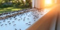 Large group of ants exploring a bright, sunny windowsill. Close-up view of an insect infestation. Royalty Free Stock Photo
