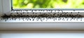 Large Group of Ants Inspecting a Windowsill Organized Trail of Insects Exploring a Home Royalty Free Stock Photo