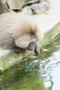 Baboons monkeys feeding in the zoo