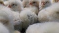 Large group of baby chicken close-up view