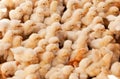 Large Group of Baby Chicks