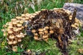 Mushrooms Honey fungus stump forest