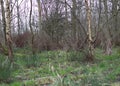 Large Group of Birch Trees In a Forest Wide View