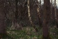 Group of Birch Trees In a Forest Wide View Royalty Free Stock Photo